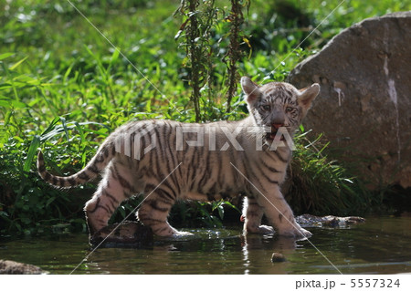 ホワイトタイガーの赤ちゃん 5557324