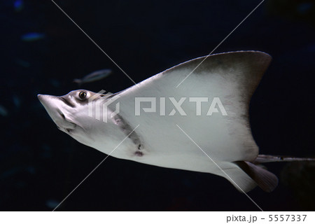 エイ エイ 5557337