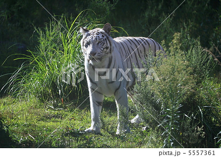 ホワイトタイガー 5557361