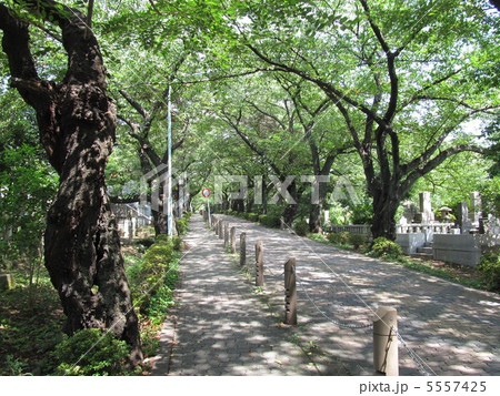 青山霊園　墓地通 5557425