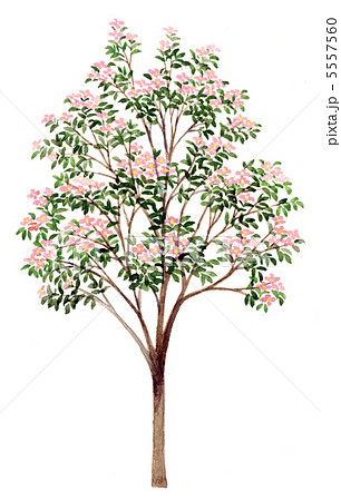 ハナミズキのスケッチ 花水木 精密植物画のイラスト素材
