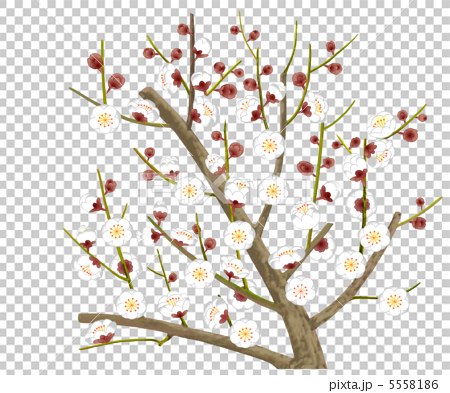 梅の木のイラスト素材