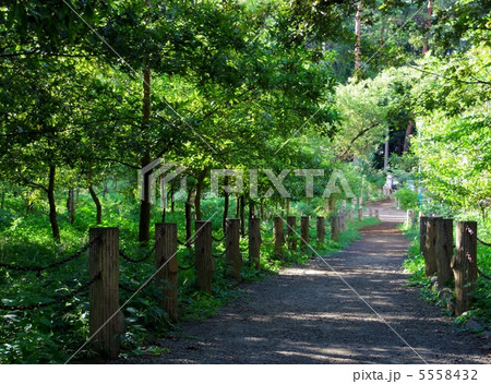 散歩道 5558432