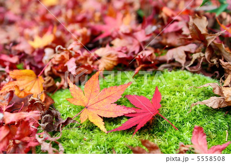 紅葉 紅葉 5558508