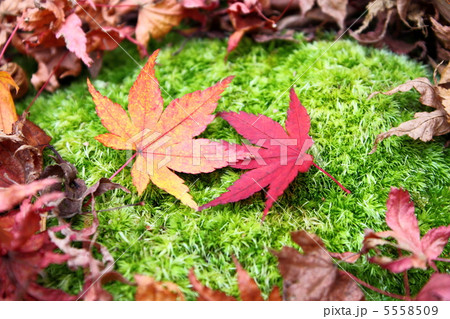 紅葉 紅葉 5558509