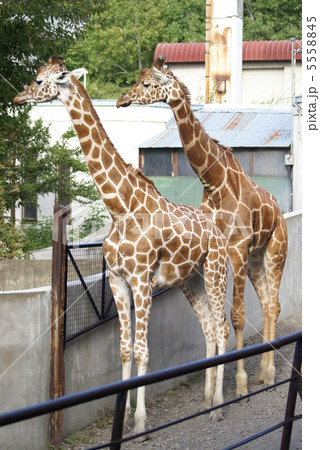 キリン　旭山動物園　（旭川市） 5558845