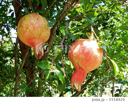 ザクロ（石榴） 5558920