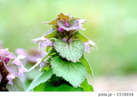 姫踊子草 姫踊子草 5558938