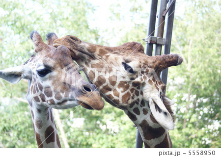 キリン　旭山動物園　（旭川市） 5558950