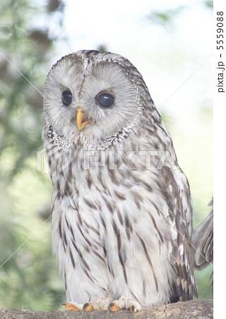 エゾフクロウ　旭山動物園　（旭川市） 5559088