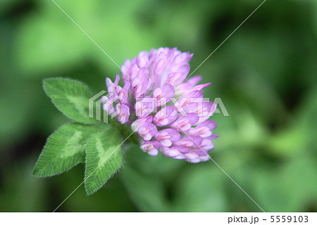 ムラサキツメクサの花 5559103