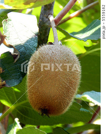 キウイフルーツ キウイフルーツ 5559162