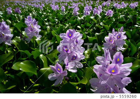 ホテイアオイ 5559260