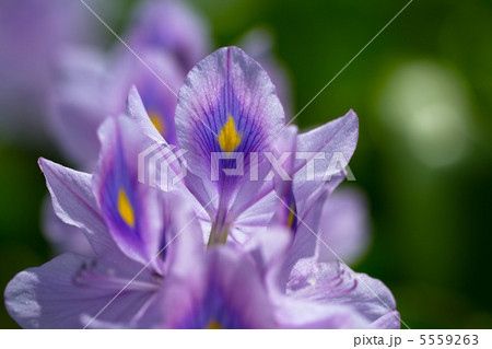 ホテイアオイ ホテイアオイ 5559263