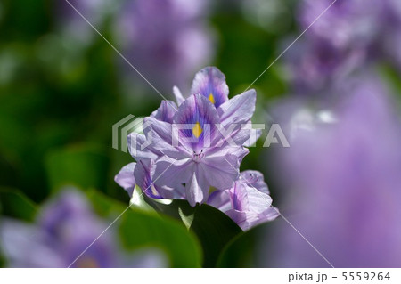 ホテイアオイ ホテイアオイ 5559264