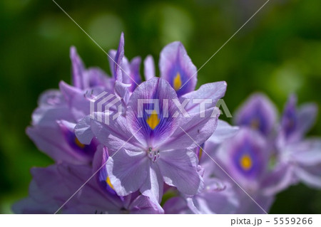 ホテイアオイ 5559266