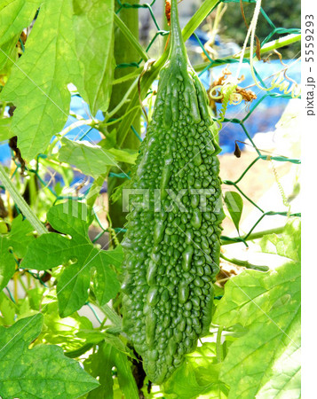 ツルレイシ（ゴーヤ） 5559293