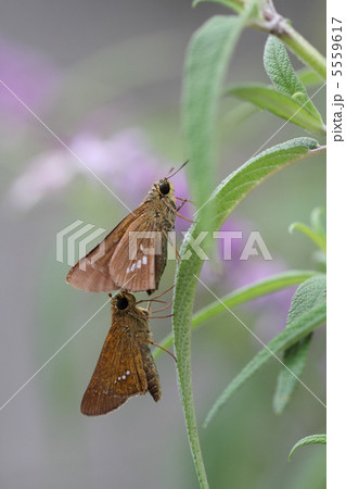 イチモンジセセリ 5559617