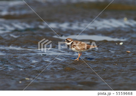 ハジロコチドリ ハジロコチドリ 5559668