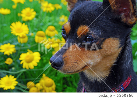 チワピン 5560366