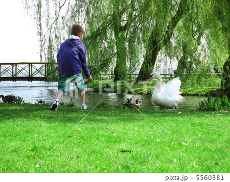 白鳥に餌をやる少年 白鳥に餌をやる少年 5560381