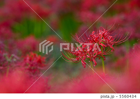 彼岸花 5560434