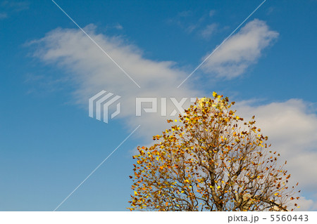 秋の空 5560443
