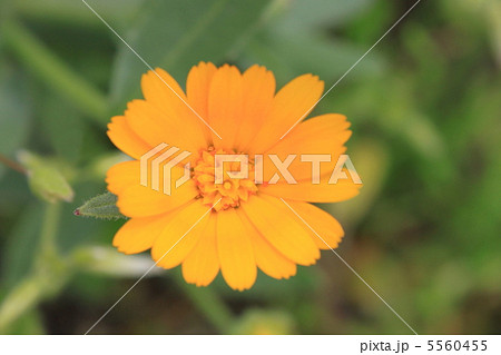 カレンジュラ 5560455