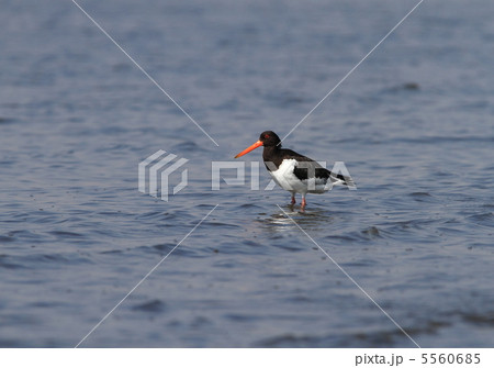 ミヤコドリ 5560685