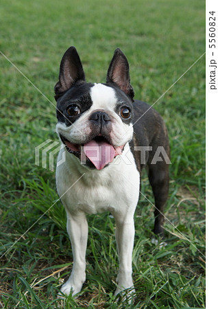 笑顔の犬 5560824
