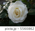 白いバラ 5560862