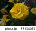 黄色いバラ 5560863