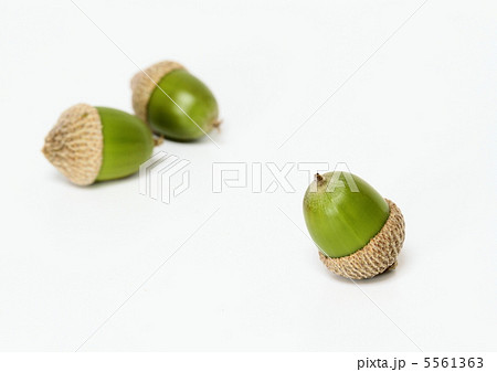 小楢のドングリ 5561363