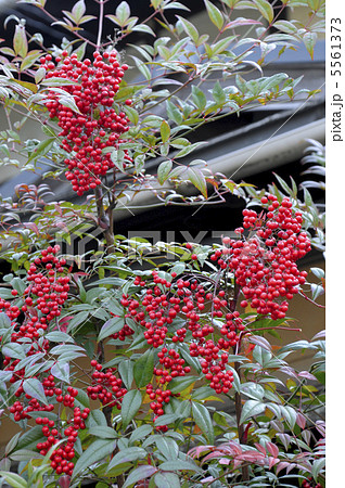 南天の実 5561373