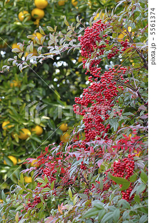 なんてんと夏みかん 5561374