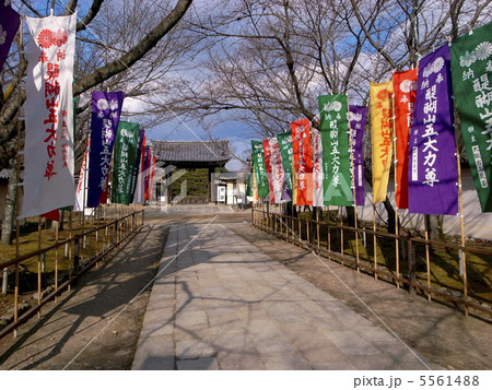 醍醐寺参道の幟 醍醐寺参道の幟 5561488
