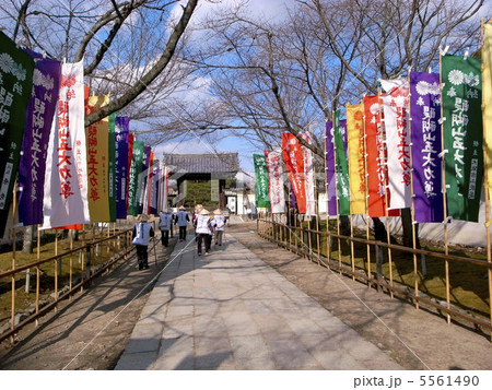 醍醐寺参道の幟 5561490