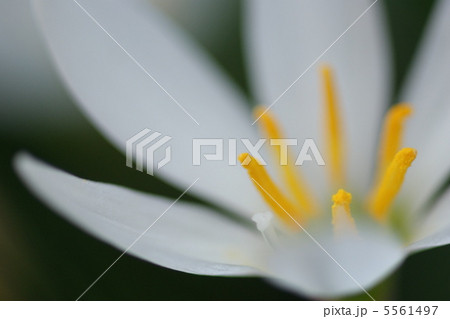 白と黄色 白と黄色 5561497