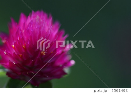 ストロベリーキャンドル 5561498