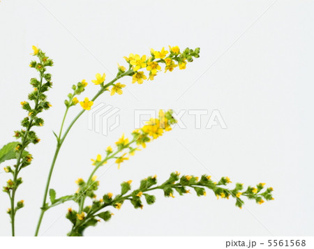 野の花の金水引 5561568