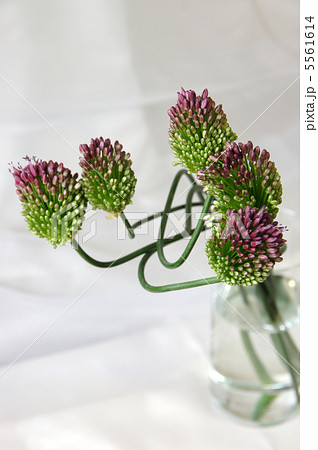 丹頂アリウム 5561614