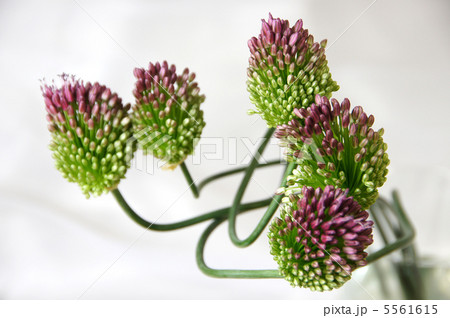 丹頂アリウム 5561615