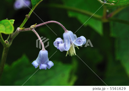 クサボタンの花 5561629
