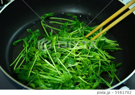 フライパンでトウミョウを炒める 5561702