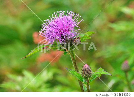 伊吹山の花々 5561839