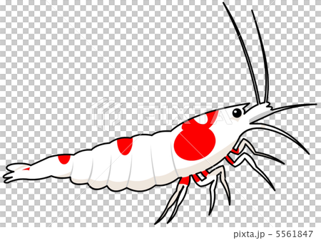 Red Bish Lump Stock Illustration