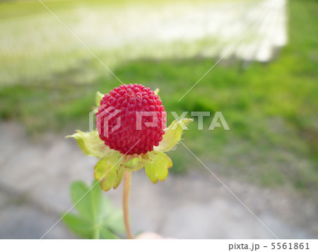 ヘビイチゴ 5561861