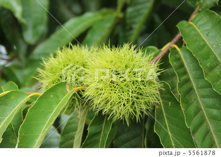 クリの実 5561878