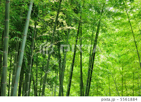 竹林涼景 5561884