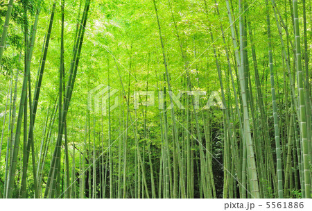 涼風竹林 5561886